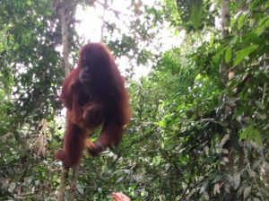 野生のオラウータンに餌やり