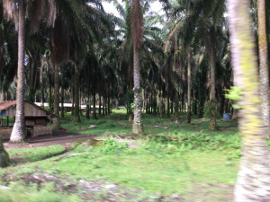 車から眺めるパーム農園